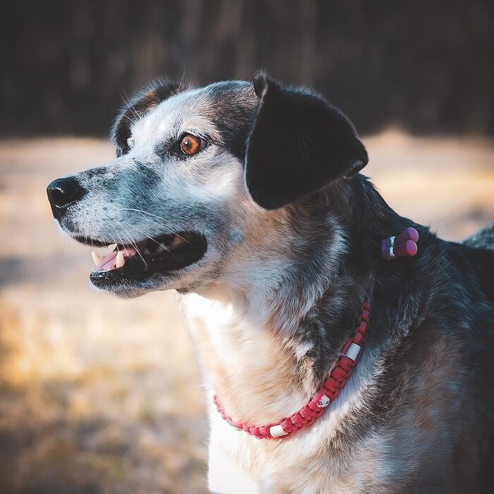 Нашийник для собак Ganzoo EM з кераміки та паракорду 550, розмір L (52-64 см), чорний, регульований