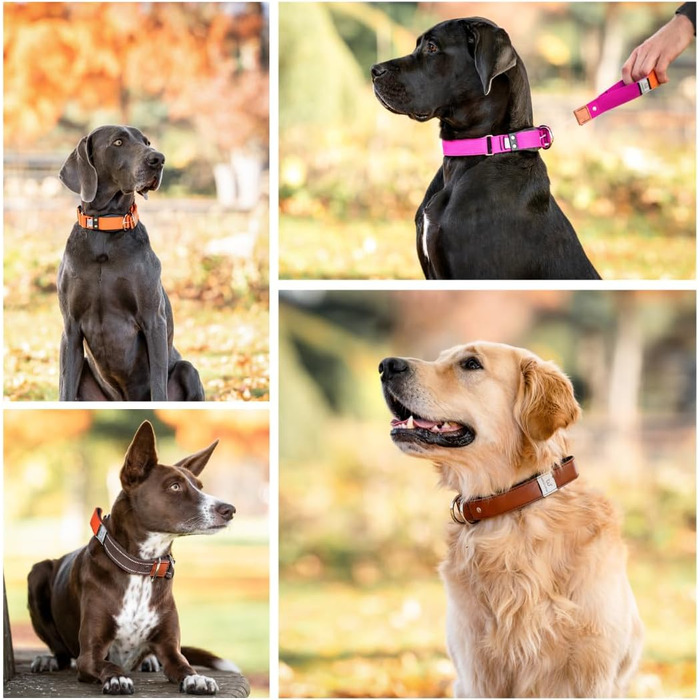 WowWow Professional Dog Collar with Leash - Khaki - Size M 37-46 cm, 195g light, innovative collar with integrated leash - known from 'The Lion's Den'