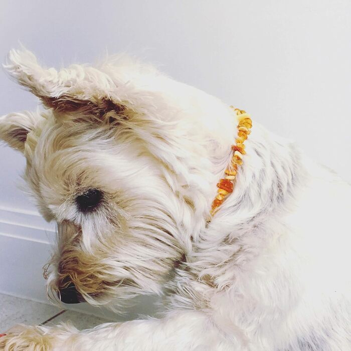 Намисто з бурштину для собак ChronoBalance®: стильне та корисне ожерелье з натурального бурштину з регульованою шкіряною застібкою, підходить для собак різних розмірів, без хімії, довжина 31-34 см