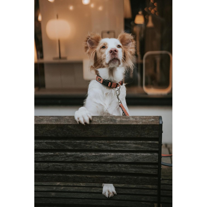 Нашийник для собак HUNTER Neopren Vario Plus, нейлон, неопрен, регульований, з поглинанням ударів, комфортний, розмір L/2,5