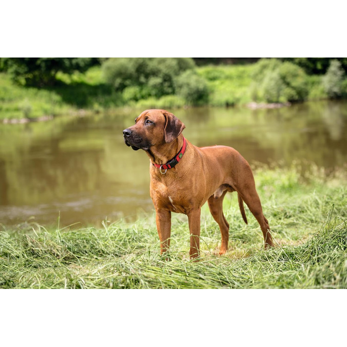 Нашийник для собак HUNTER Neopren Vario Plus, червоно-чорний, L-XL/2,5, міцний нейлон, м'яка неопренова підкладка, регульований, з поглиначем ривка, зручний, легкий у догляді