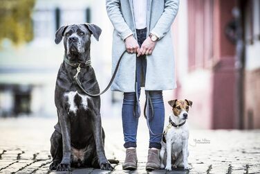 Нашийник для собак Kentucky Dogwear, плетений нейлон, оливковий, розмір S, 42 см