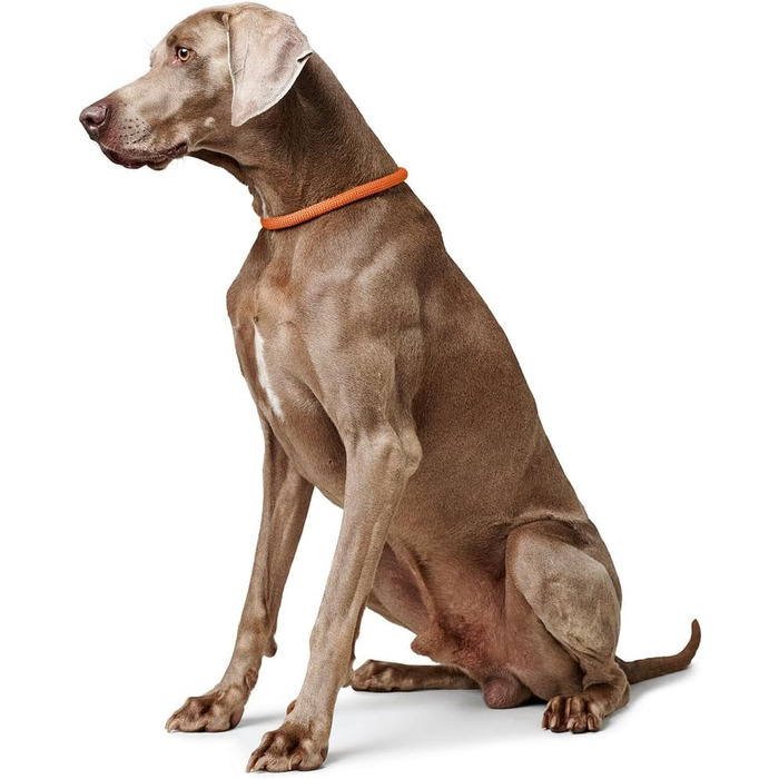 Нашийник для дрессури HUNTER FREESTYLE, червоний, розмір M. Міцний, з нейлоновим тросом, стійкий до погодних умов, для тренувань та повсякденного використання.