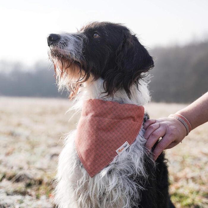 Нашийник для собак Pettsie з банданою та браслетом дружби, регульовані розміри S, M, L, знімний бандана, приваблива упаковка, для любителів собак, зелений (S 25,4-39,4cm, помаранчевий)