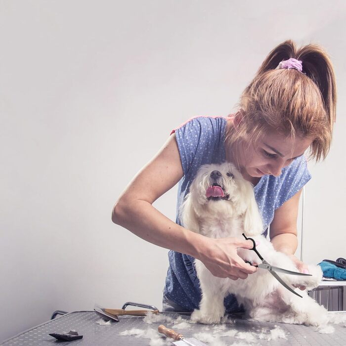 Ножиці для собак Dream Reach 6,5 дюйма, професійні, з нержавіючої сталі 440C, вигнуті, у подарунковій коробці, для грумінгу собак та котів