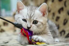 Іграшки для котів