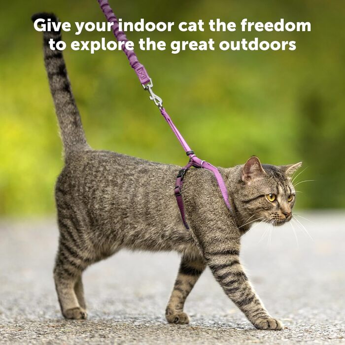 PetSafe Come with Me Kitty Harness and Bungee Leash, Harness for Cats, Size M, Red/Cranberry, Model: CWMK-M-RED