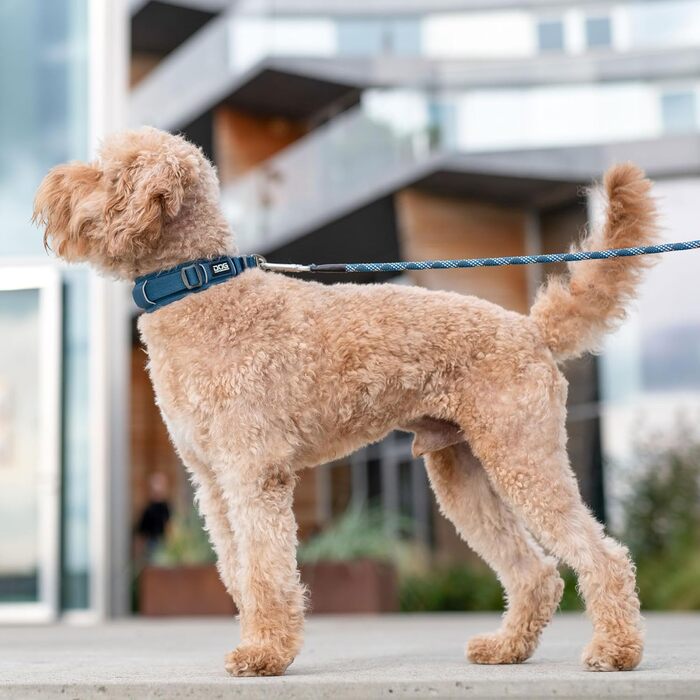 Нашийник для собак DOG Copenhagen Urban Explorer 3.0 Wild Rose, S