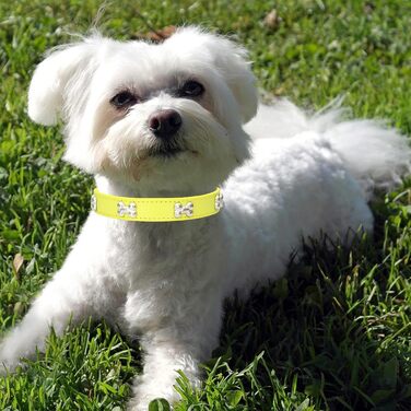 Нашийник для собак з натуральної шкіри та поводок-стрічка: комплект для маленьких та середніх собак і котів, білий (S, жовтий)
