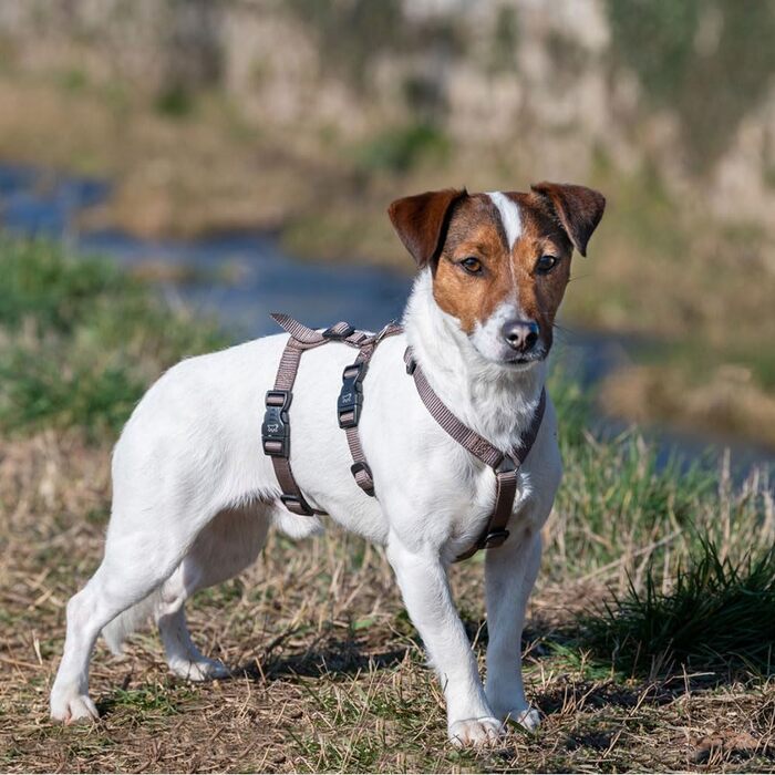 Шлейка для собак Ferplast Brave, середнього розміру, чорна. Надійна, з 6 застібками, для грейхаундів. Регульована, витривала шлейка для собак.