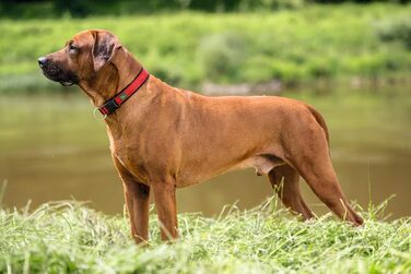 Нашийник для собак HUNTER Neopren Vario Plus, червоно-чорний, L-XL/2,5, міцний нейлон, м'яка неопренова підкладка, регульований, з поглиначем ривка, зручний, легкий у догляді