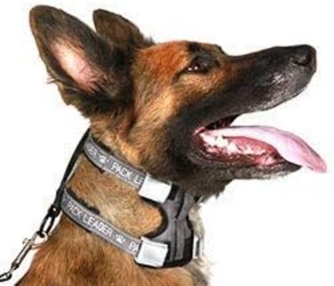 Cesar Millan Pack Leader Collar™ - The Dog Whisperer's Training Collar (Medium, Blue)