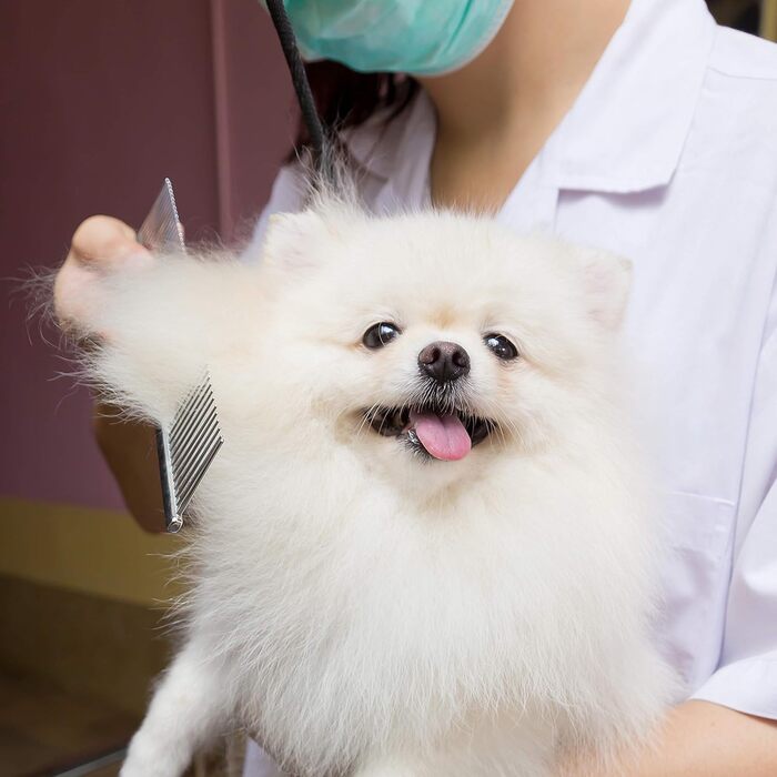 Професійний набір для догляду за собаками Bizzarre.ly – набір інструментів для грумінгу собак та домашніх тварин. Включає ножиці для шерсті, ножиці для фінальної обробки, вигнуті ножиці та гребінець для собак та котів.