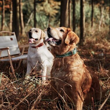 Нашийник для собак з натуральної шкіри, зелений, ширина 2.5 см, обхват шиї 40-51 см