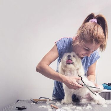 Ножиці для собак Dream Reach 6,5 дюйма, професійні, з нержавіючої сталі 440C, вигнуті, у подарунковій коробці, для грумінгу собак та котів