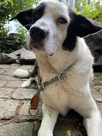 Нашийник для собак Leisegrün Devon, зелений, нейлон, регульований, розмір L