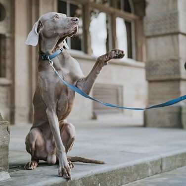 Нашийник для собак Hunter Vario Plus, міцний, гнучкий, з надійною застібкою, M-L/2.0, petrol