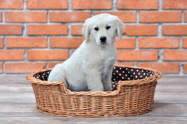 Wicker dog basket for dogs and cats. Dog bed, cat bed with cushion, pet basket, woven cat basket. 60x43 H19 cm (L 80 x W 60 x H 26 cm, Natural)