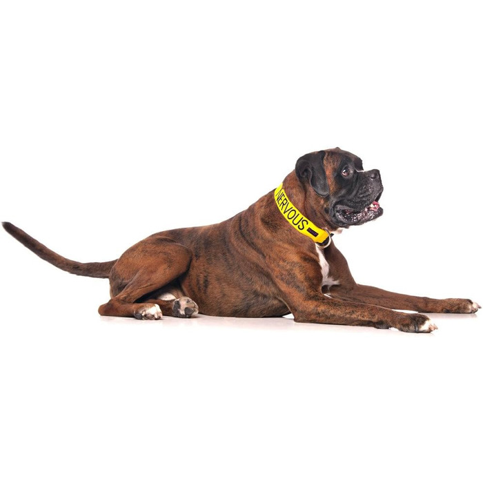 Нашийник для собак Nervous Give Me Space, жовтий, кодований кольором, S-M, L-XL, запобігає нещасним випадкам, попереджає інших, L-XL