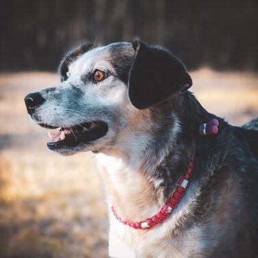 Нашийник для собак Ganzoo EM з кераміки та паракорду 550, розмір L (52-64 см), чорний, регульований