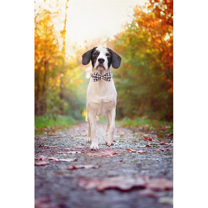 Нашийник для собак Unique Style Paws осінній, з метеликом, регульований, для середніх собак, коричневий, сітка