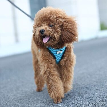 Нашийник для собак з повідком Anti-Zug, світловідбиваючий, для маленьких собак, кошенят, домашніх тварин (L, Синя хвиля)