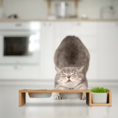Relaxdays Cat Food Station & Cat Grass Bowl