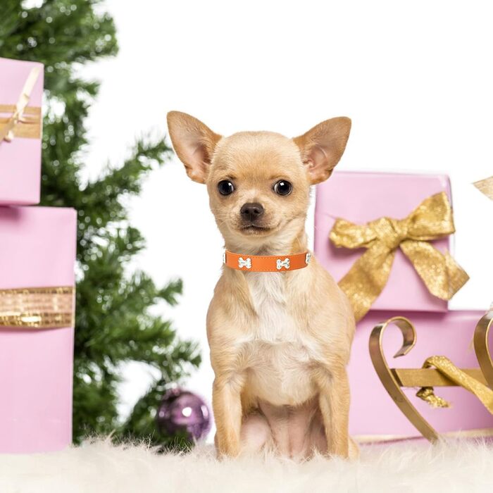 Нашийник для собак з шкіри, поводок-комбо, нашийники для цуценят, регульовані, для малих та середніх собак та котів, білий (L, помаранчевий)