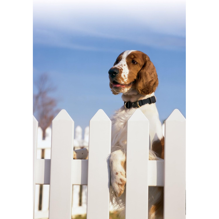 PetSafe KeepSafe нашийник для собак, нейлон, міцний, з патентованою безпечною застібкою, для всіх порід, середній (2 дюйми), чорний, маленький (0.75 дюйм)