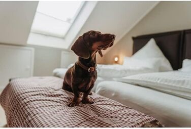 Нашийник для собак HUNTER Aalborg Soul, колір Cognac (коньячний), з сердечком, міцний, розмір 30