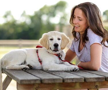 Шлейка для собак HALTI Walking з м'якою неопреновою підкладкою, 5 регульованих ременів та світловідбиваючим матеріалом. Підходить для собак середніх розмірів (L), червона