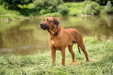 Нашийник для собак HUNTER Neopren Vario Plus, червоно-чорний, L-XL/2,5, міцний нейлон, м'яка неопренова підкладка, регульований, з поглиначем ривка, зручний, легкий у догляді