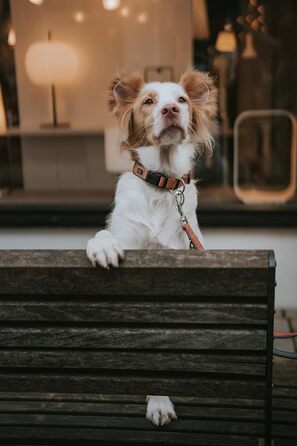 Нашийник для собак HUNTER Neopren Vario Plus, нейлон, неопрен, регульований, з поглинанням ударів, комфортний, розмір L/2,5