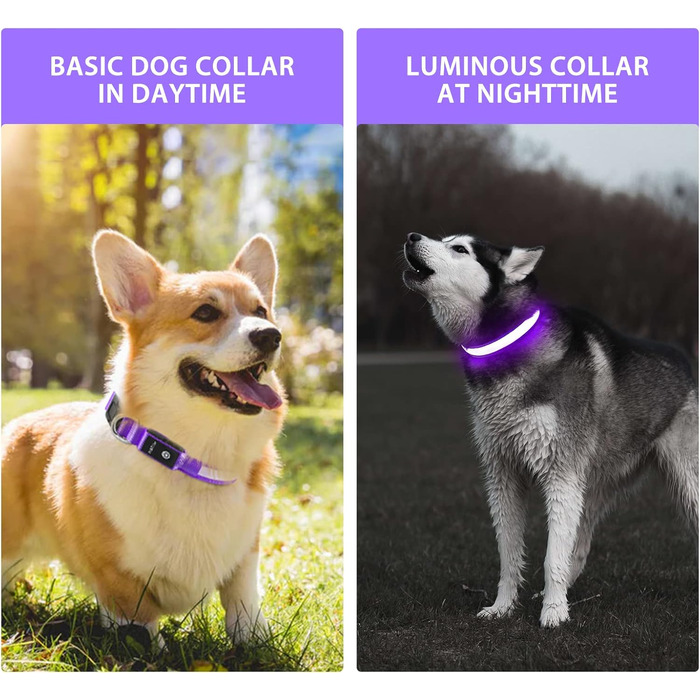 Світлодіодне нашийник для собак Leuchthalsband, вологостійкий, з 7 кольорами, регульований, для малих та великих собак, фіолетовий, 8 режимів, розмір M (38-50 см)