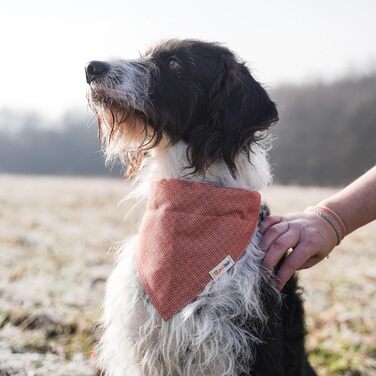 Нашийник для собак Pettsie з банданою та браслетом дружби, регульовані розміри S, M, L, знімний бандана, приваблива упаковка, для любителів собак, зелений (S 25,4-39,4cm, помаранчевий)