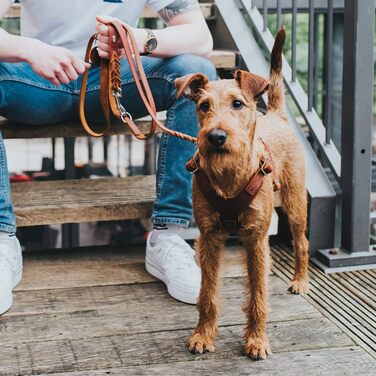 Шлейка для собак HUNTER AALBORG, шкіряна, колір cognac, розмір S-M