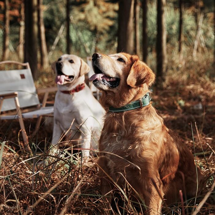 Нашийник для собак з натуральної шкіри, зелений, ширина 2.5 см, обхват шиї 40-51 см