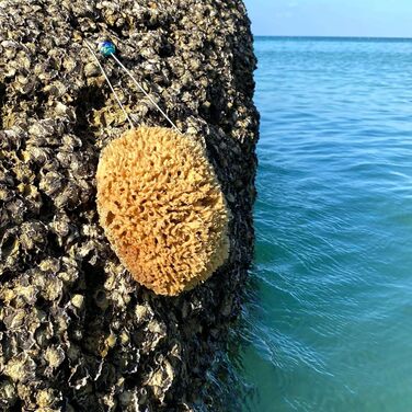 tom&pat Natural Sponge with Cord & Glass Charm - Dermatest: Very Good, Unbleached Bath Sponge Shower Sponge Body, Exfoliating Sponge from Greece, Premium Quality (17-18 cm)