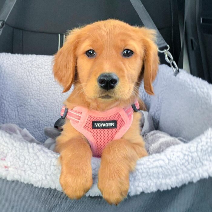 Шлейка для собак Voyager регульована з світловідбиваючими смугами Best Pet Supplies - міцна повна жилетка без натягу з кільцем для повідка, дихаюча, рожева, розмір XS (Обхват грудей: 13-16 дюймів)