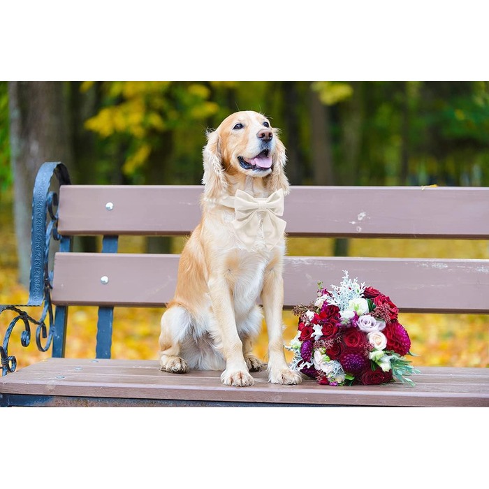 Елегантний ошийник для собак Lionet Paws з краваткою - комфортний шовковий ошийник знімною краваткою для маленьких собак, обхват шиї 25-40 см, білий (1 шт.)