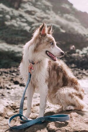 Набір повідка та нашийника для собак Aring Pet, оксамитовий нашийник та повідок, регульований нашийник для маленьких, середніх та великих собак, блакитний
