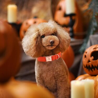 Ошатний нашийник та поводок для собак з шкіри - міцний нашийник для осені, регульований для маленьких собак, набір (1 шт.), помаранчевий