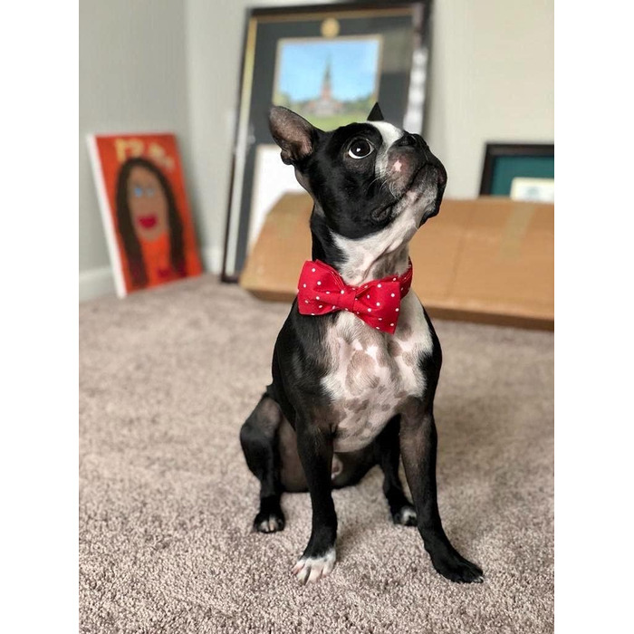 Ошатний нашийник для собак та котів з бантиком, міцний, регульований, для дівчаток та хлопчиків, L