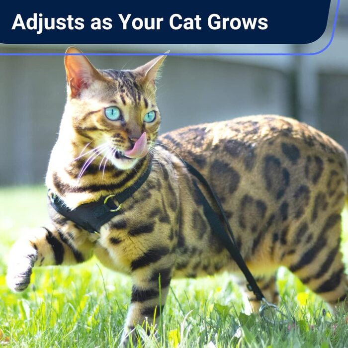 Нашийник та поводок для котів Houdini™ з веганської шкіри, анти-вислизання, OutdoorBengal, розмір M (середній)