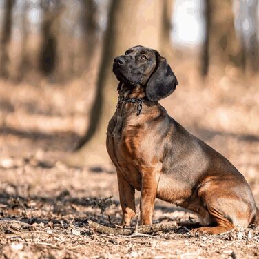 Нашийник для собак Sprenger з нержавіючого замка Sprenger 3 мм | Розмір регулюється індивідуально | Чорний, 60 см