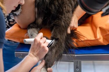 Акумуляторна машинка для стрижки Kerbl GT421 Aesculap Isis