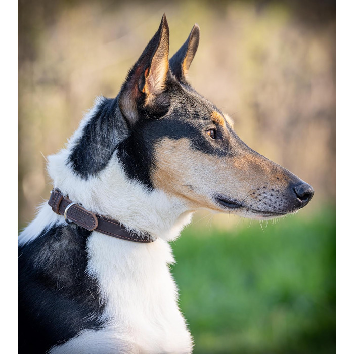 Нашийник для собак Jack Russell з жирової шкіри, ручної роботи – міцний шкіряний нашийник для собак маленьких, середніх та великих порід, Fat-Tony (XL), розмір 47-57 см