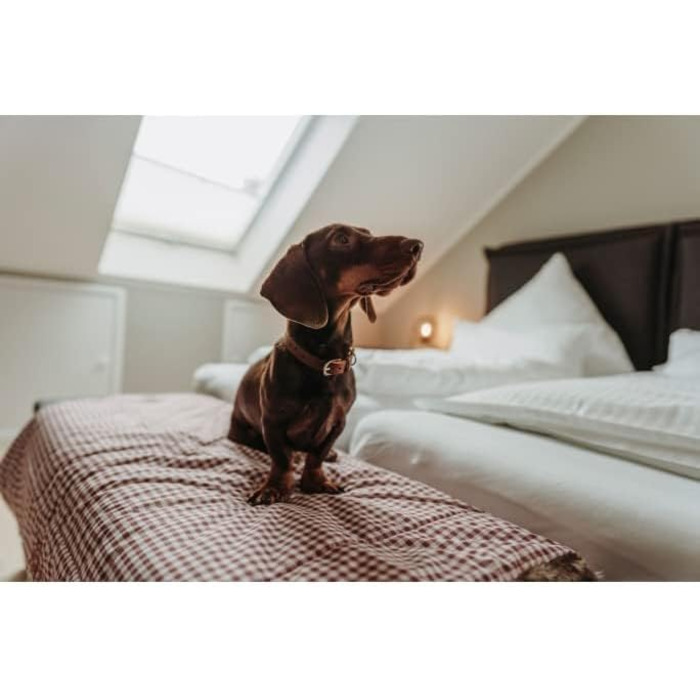 Нашийник для собак HUNTER Aalborg Soul, колір Cognac (коньячний), з сердечком, міцний, розмір 30