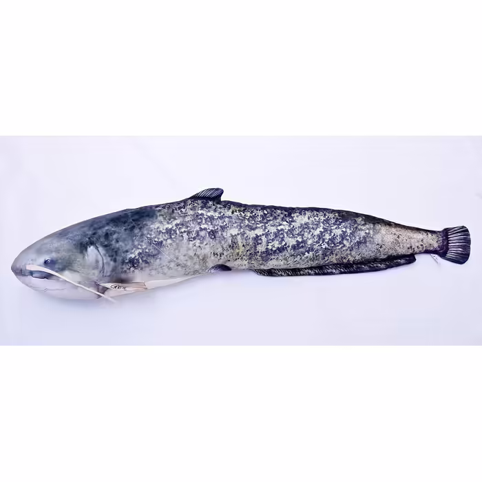Decorative pillow in the shape of a real fish, catfish