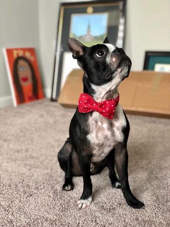 Ошатний нашийник для собак та котів з бантиком, міцний, регульований, для дівчаток та хлопчиків, L